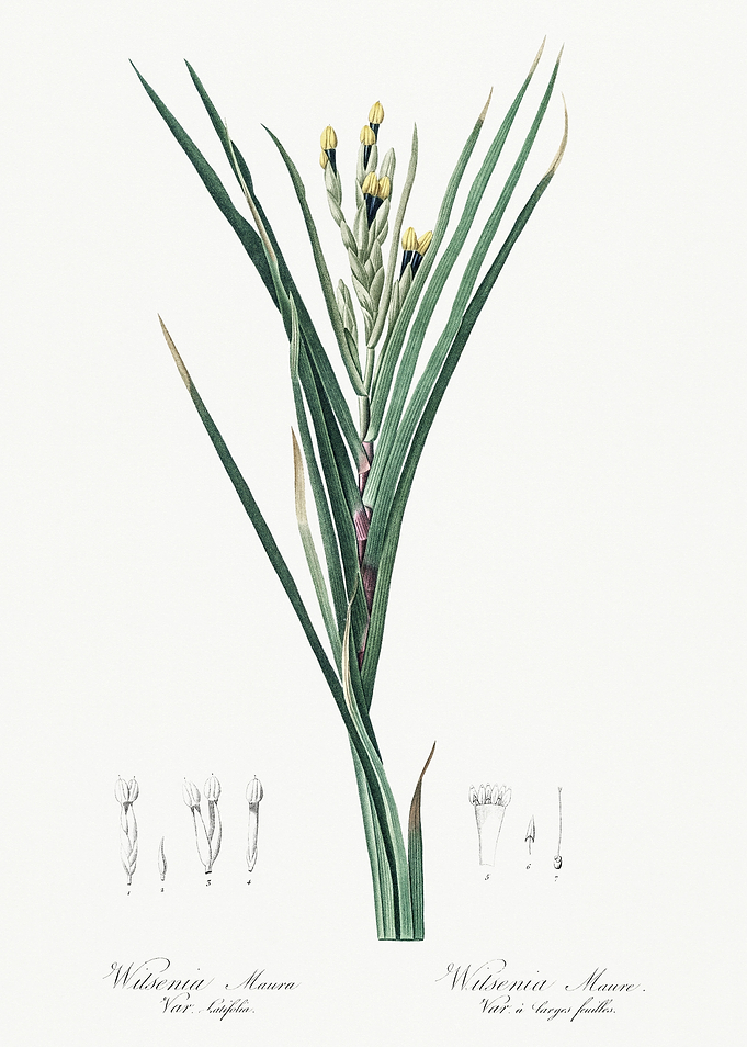 Les Liliacees 1805 HQ Orig