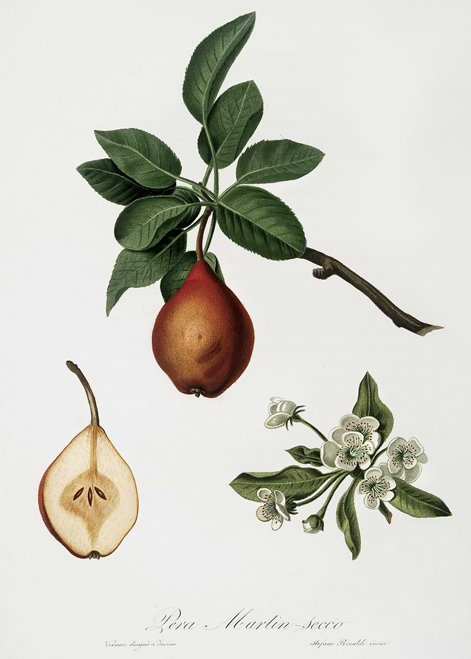 Pomona Italiana 1839HQOrig