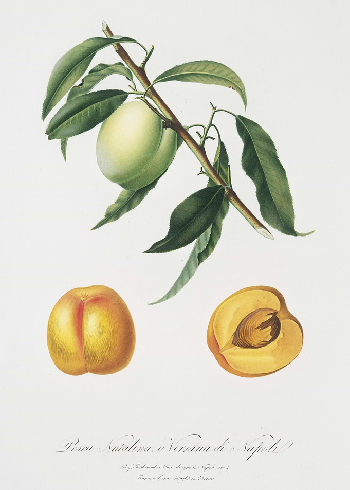 Apricot Pesca Natalina Fro
