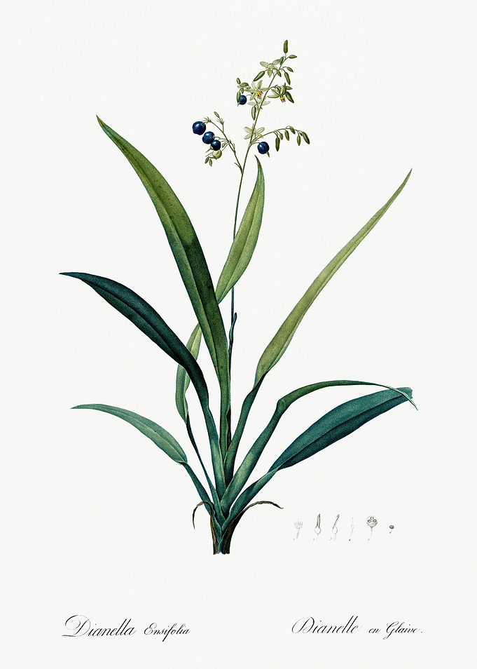 Les Liliacees 1805 HQ Orig