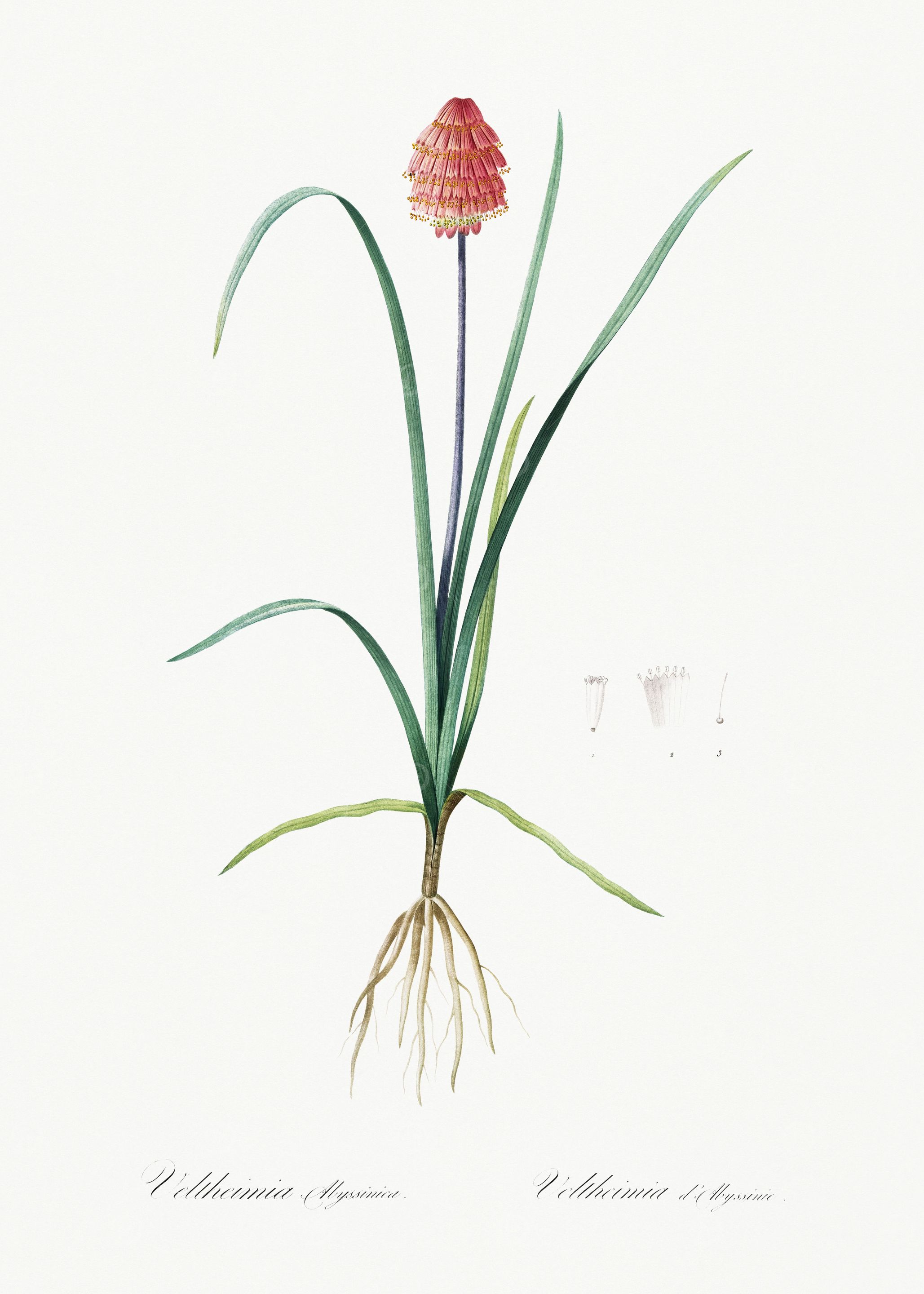 Les Liliacees 1805 HQ Orig