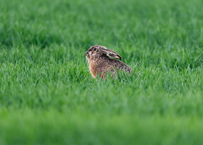 Alert hare