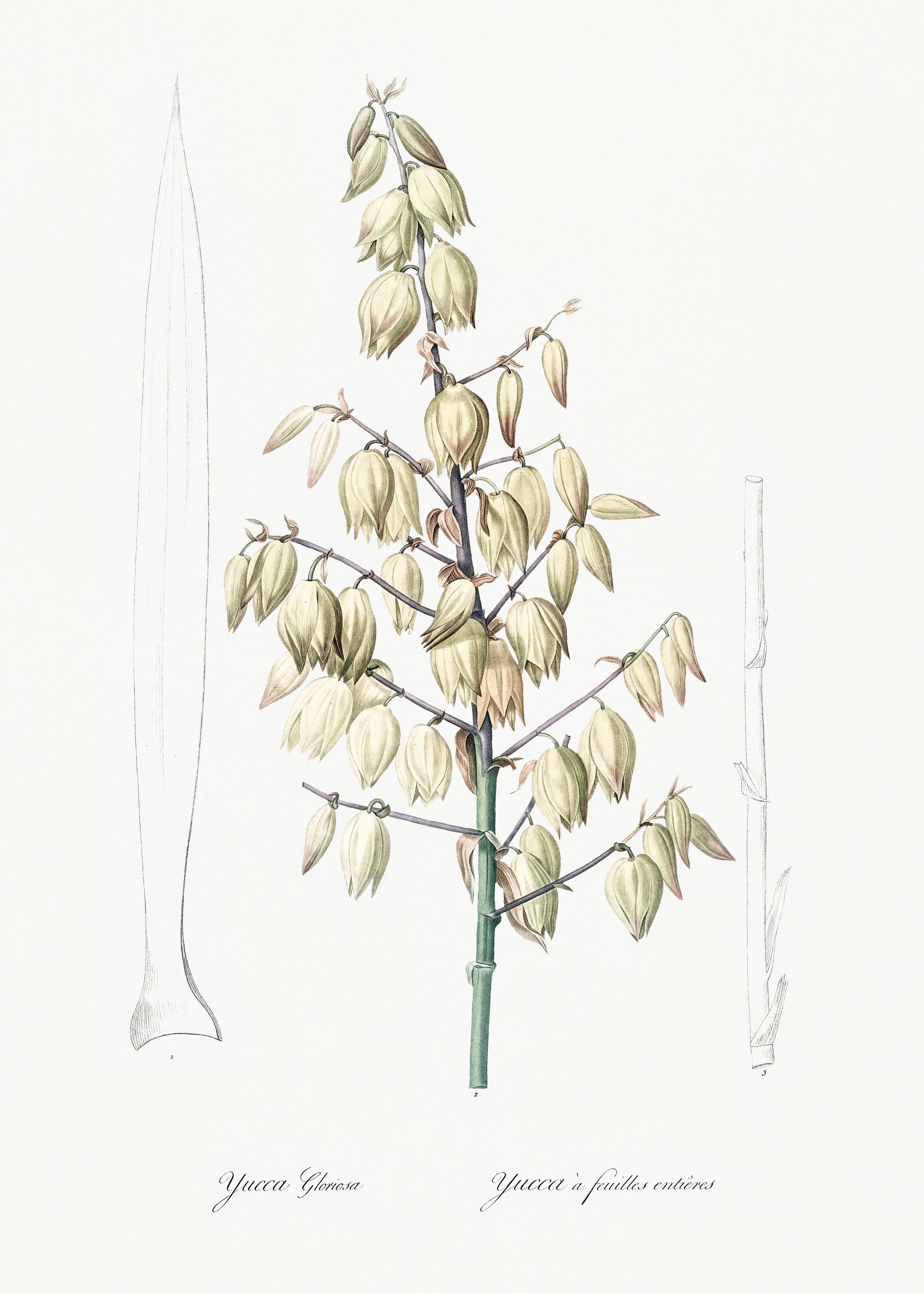 Les Liliacees 1805 HQ Orig
