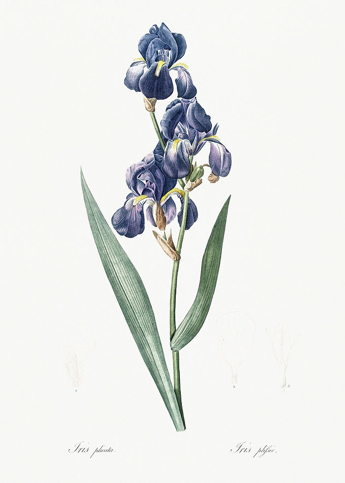 Les Liliacees 1805 HQ Orig