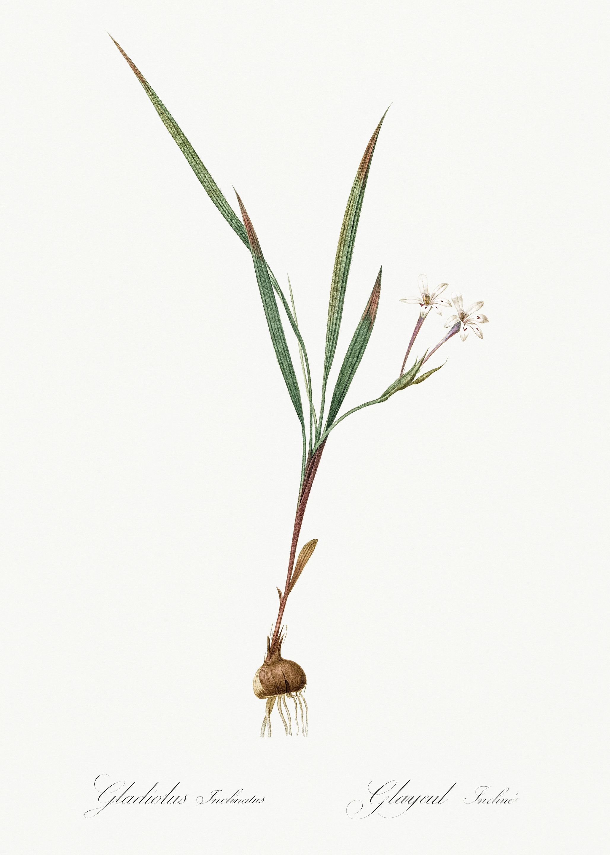 Les Liliacees 1805 HQ Orig