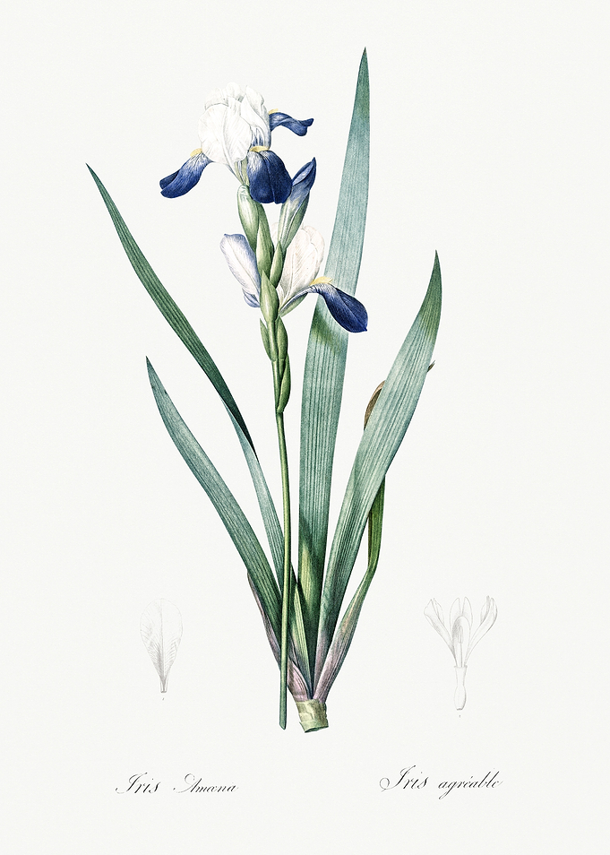 Les Liliacees 1805 HQ Orig