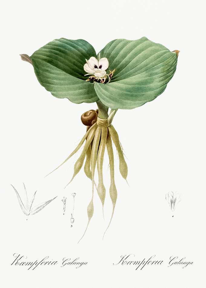 Les Liliacees 1805 HQ Orig