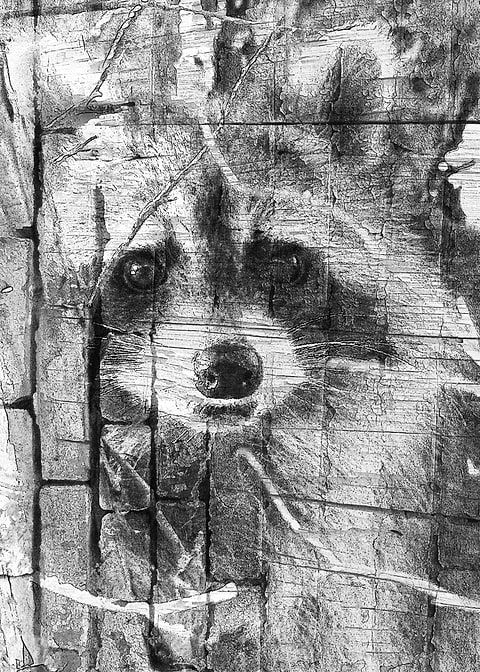 Raccoon art 3