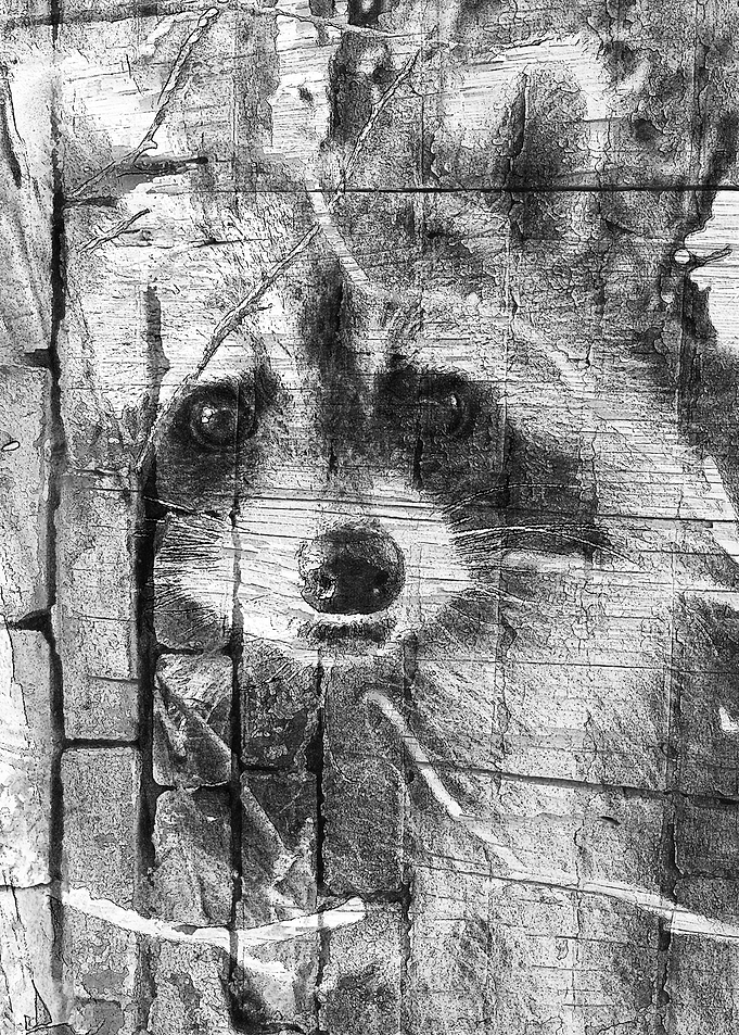 Raccoon art 3