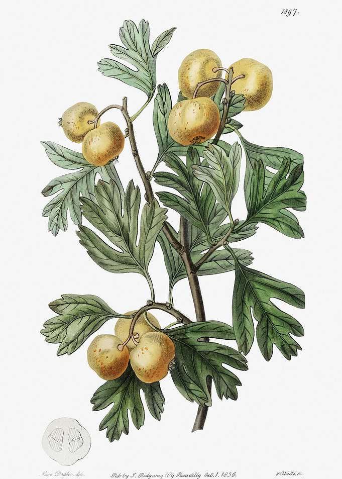 Mediterranean Medlar Poste