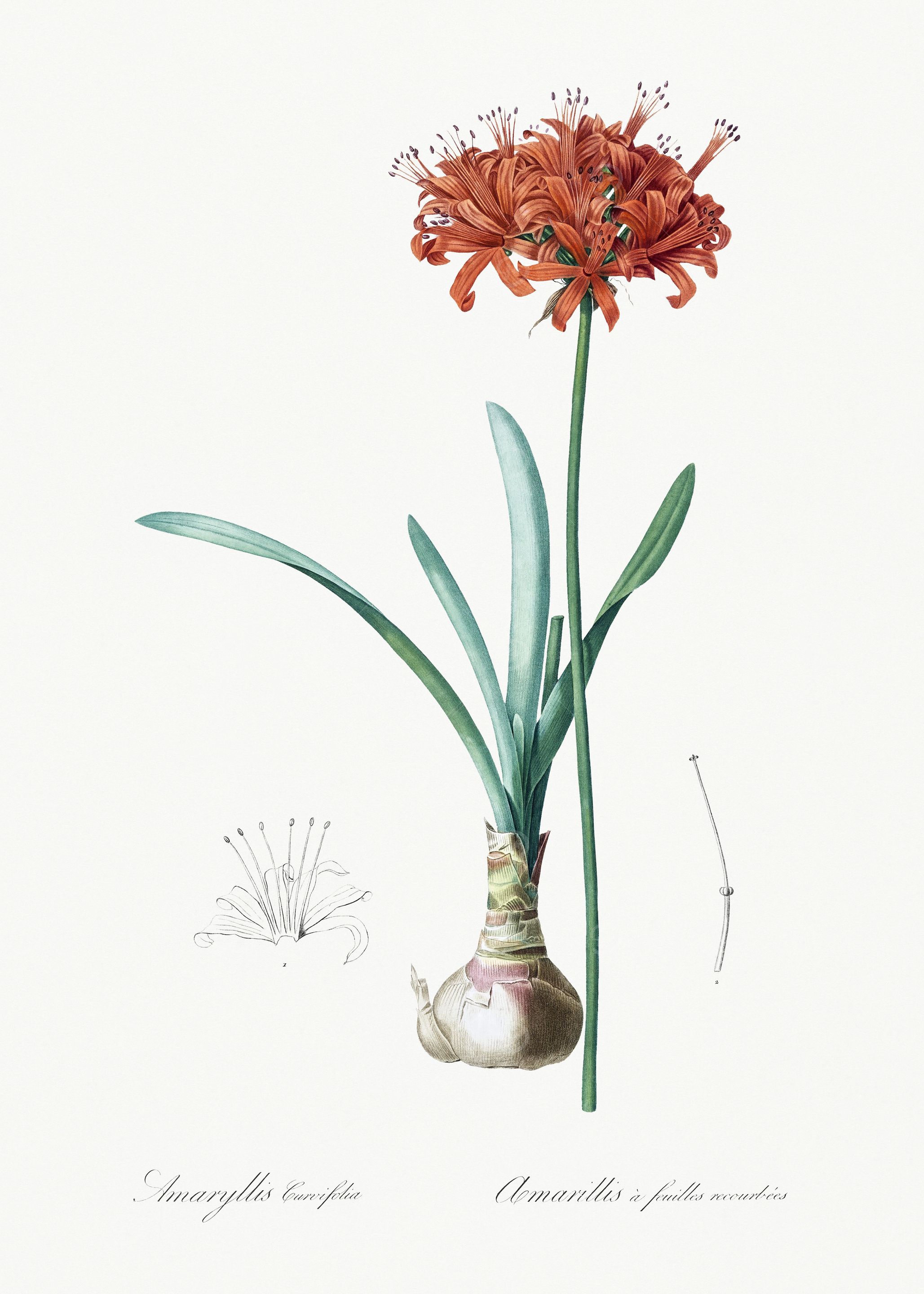 Les Liliacees 1805 HQ Orig