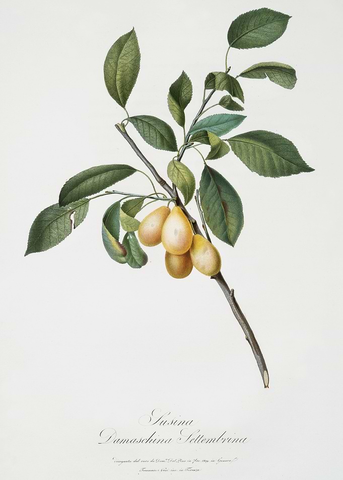 Pomona Italiana 1839HQOrig