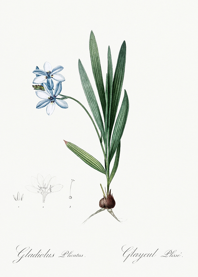 Les Liliacees 1805 HQ Orig