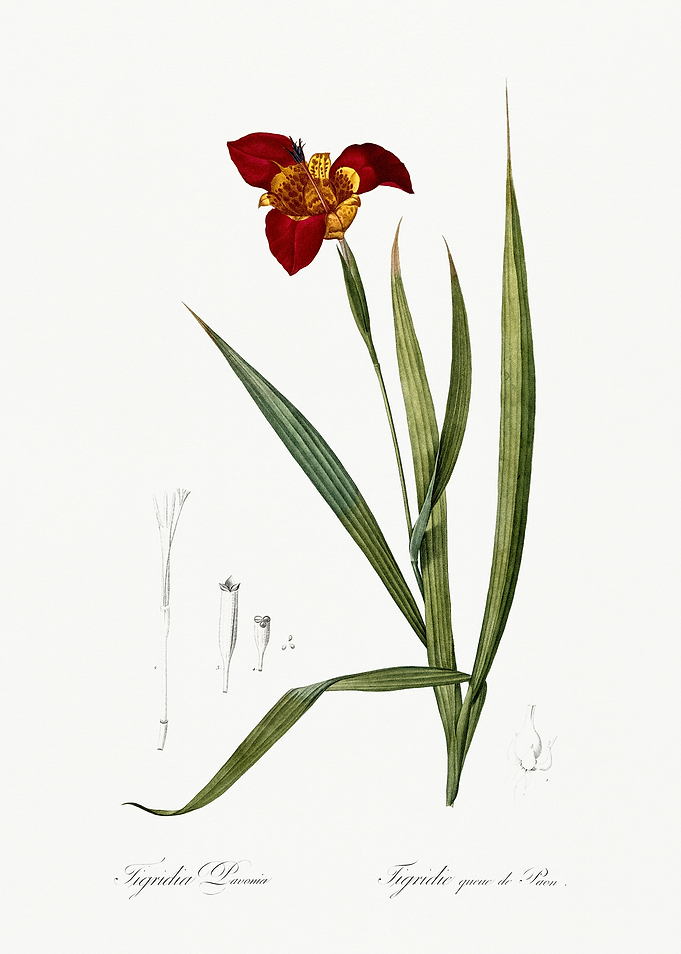 Les Liliacees 1805 HQ Orig