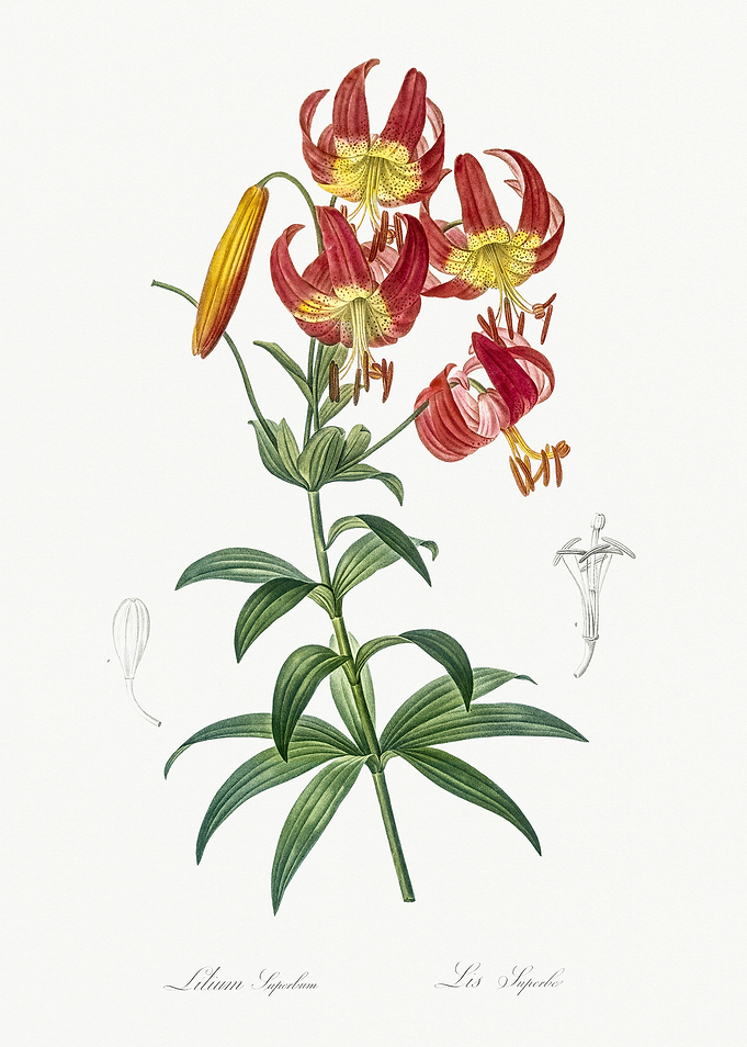 Les Liliacees 1805 HQ Orig