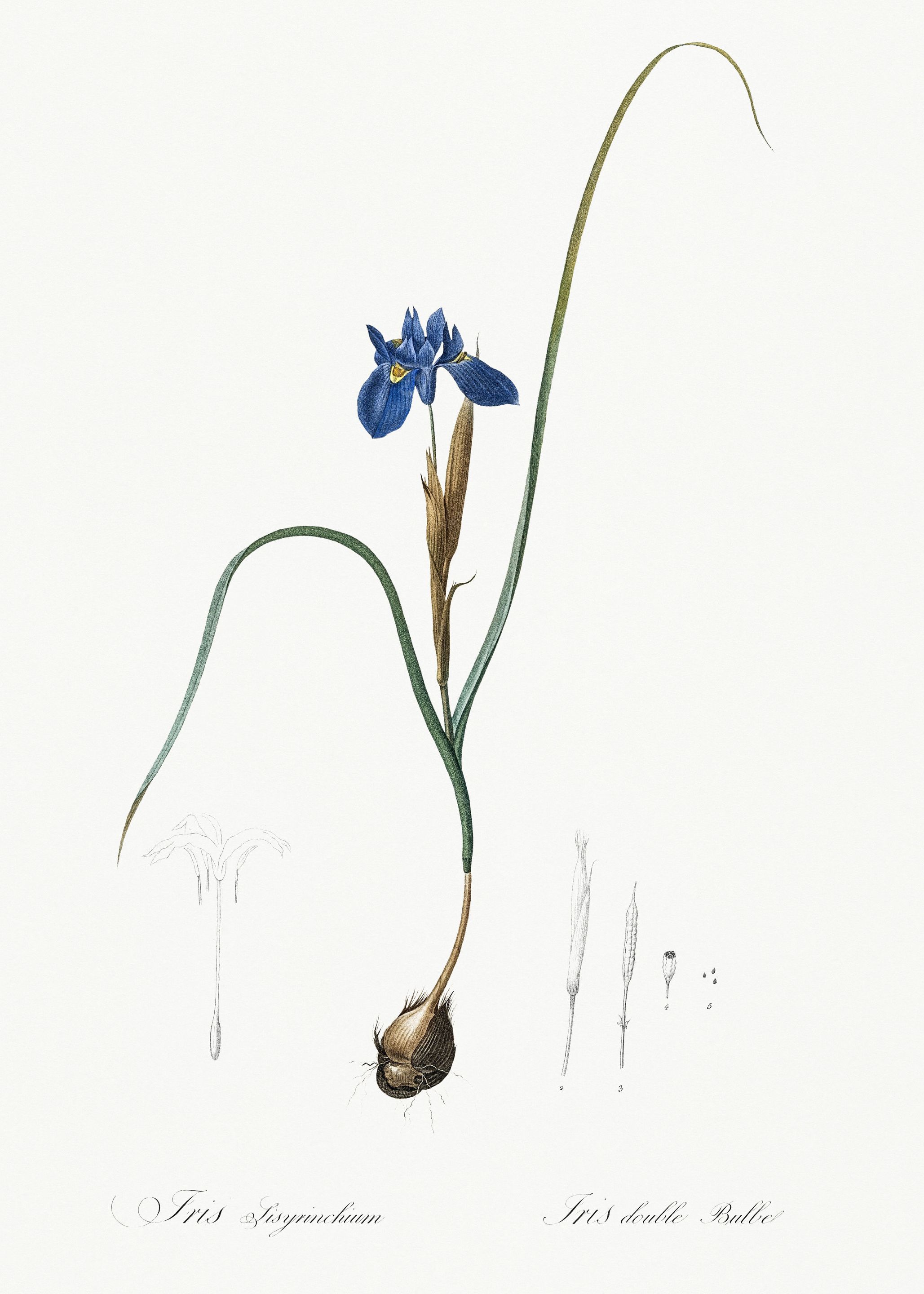 Les Liliacees 1805 HQ Orig