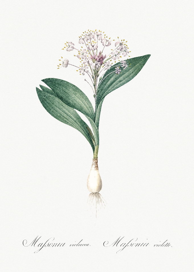 Les Liliacees 1805 HQ Orig