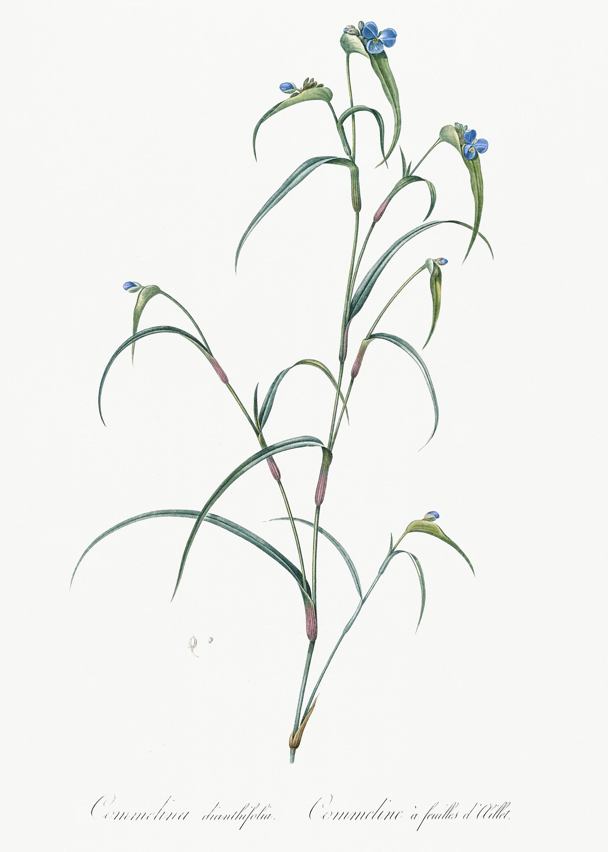 Les Liliacees 1805 HQ Orig