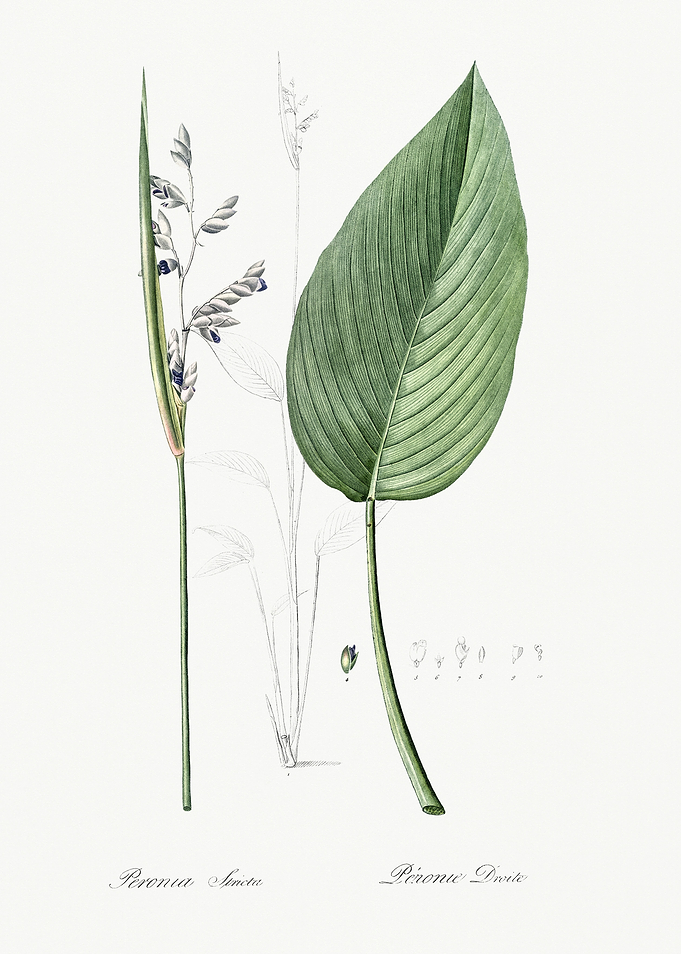 Les Liliacees 1805 HQ Orig