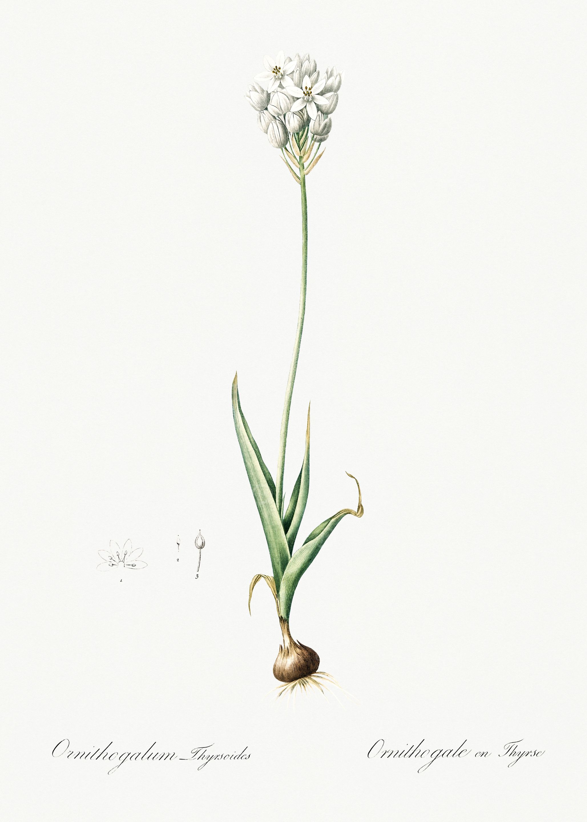 Les Liliacees 1805 HQ Orig
