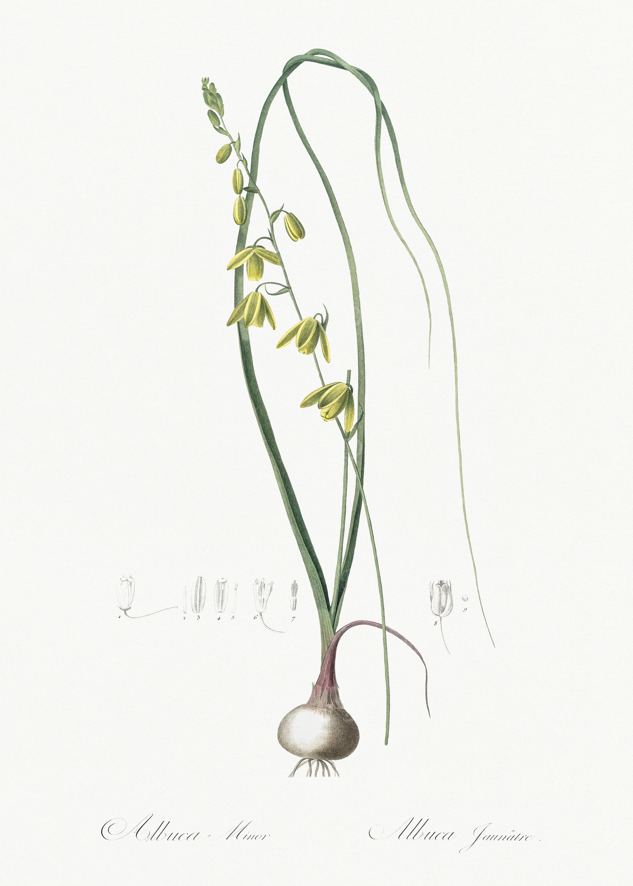 Les Liliacees 1805 HQ Orig