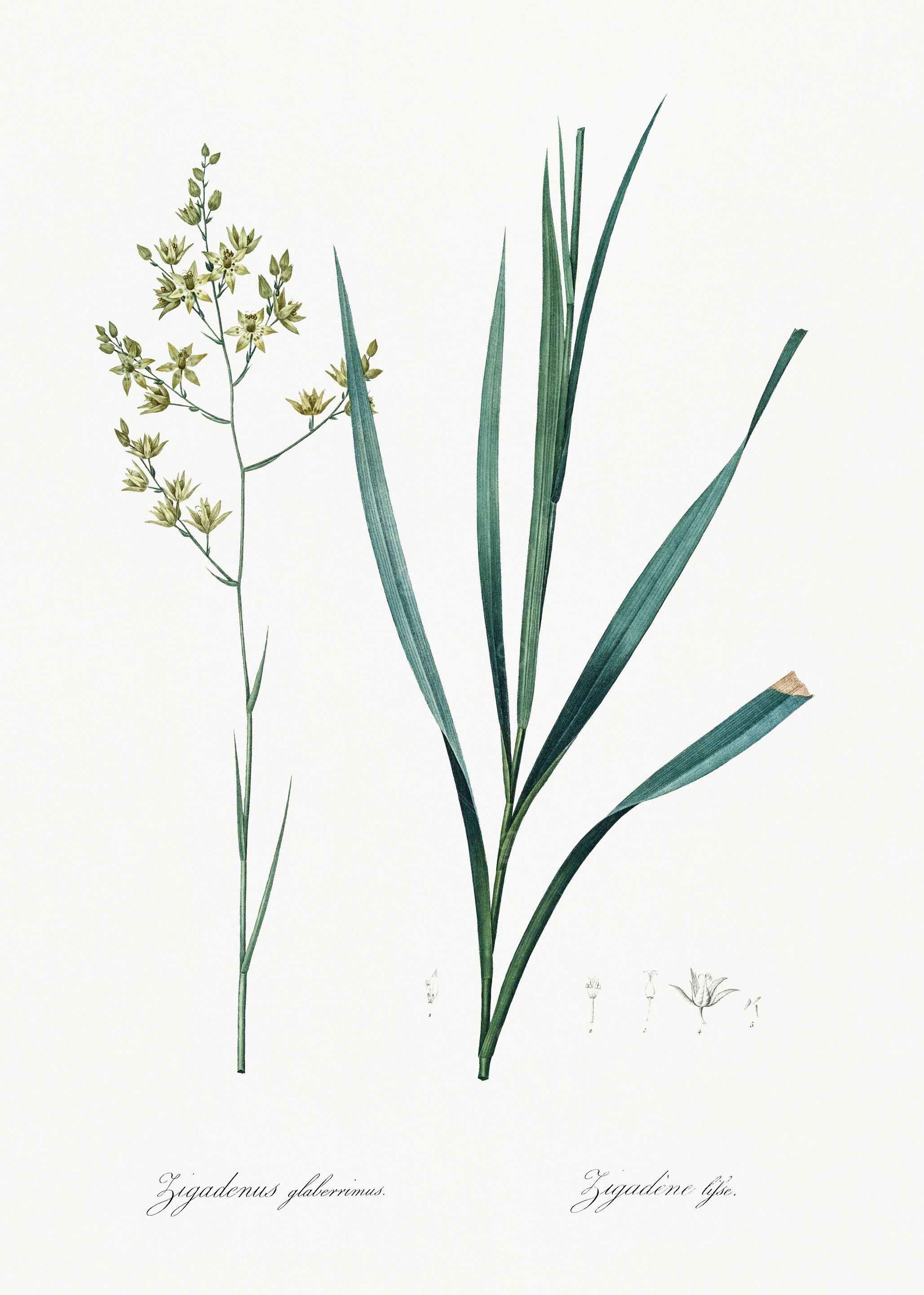 Les Liliacees 1805 HQ Orig