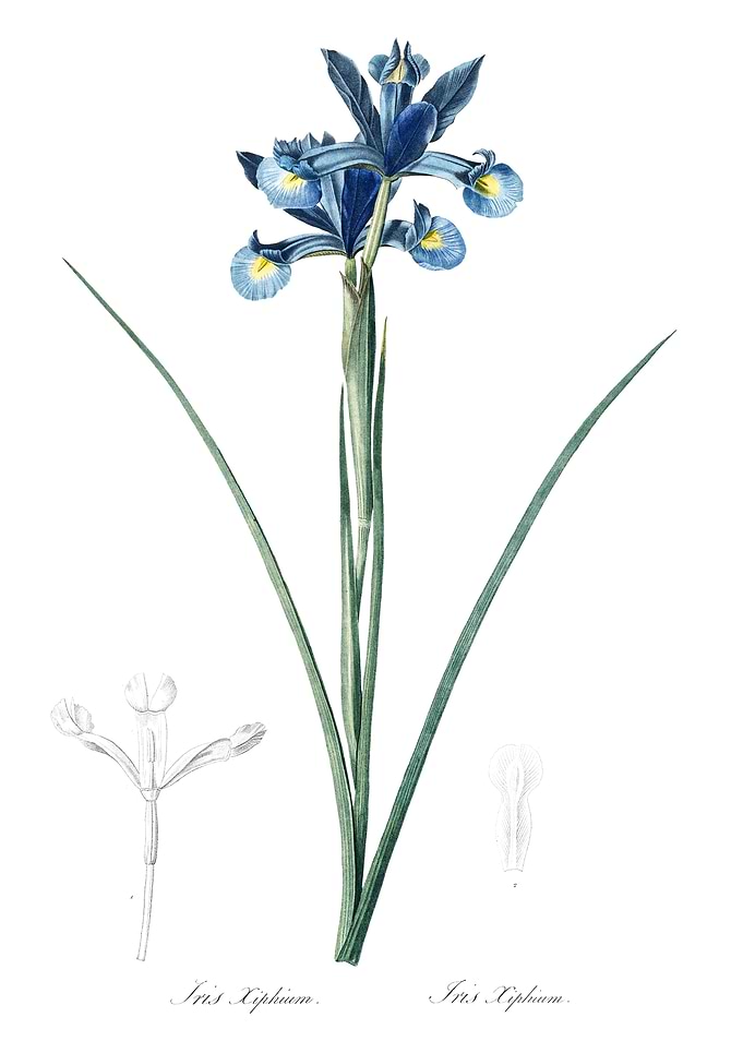 Les Liliacees 1805 HQ Orig
