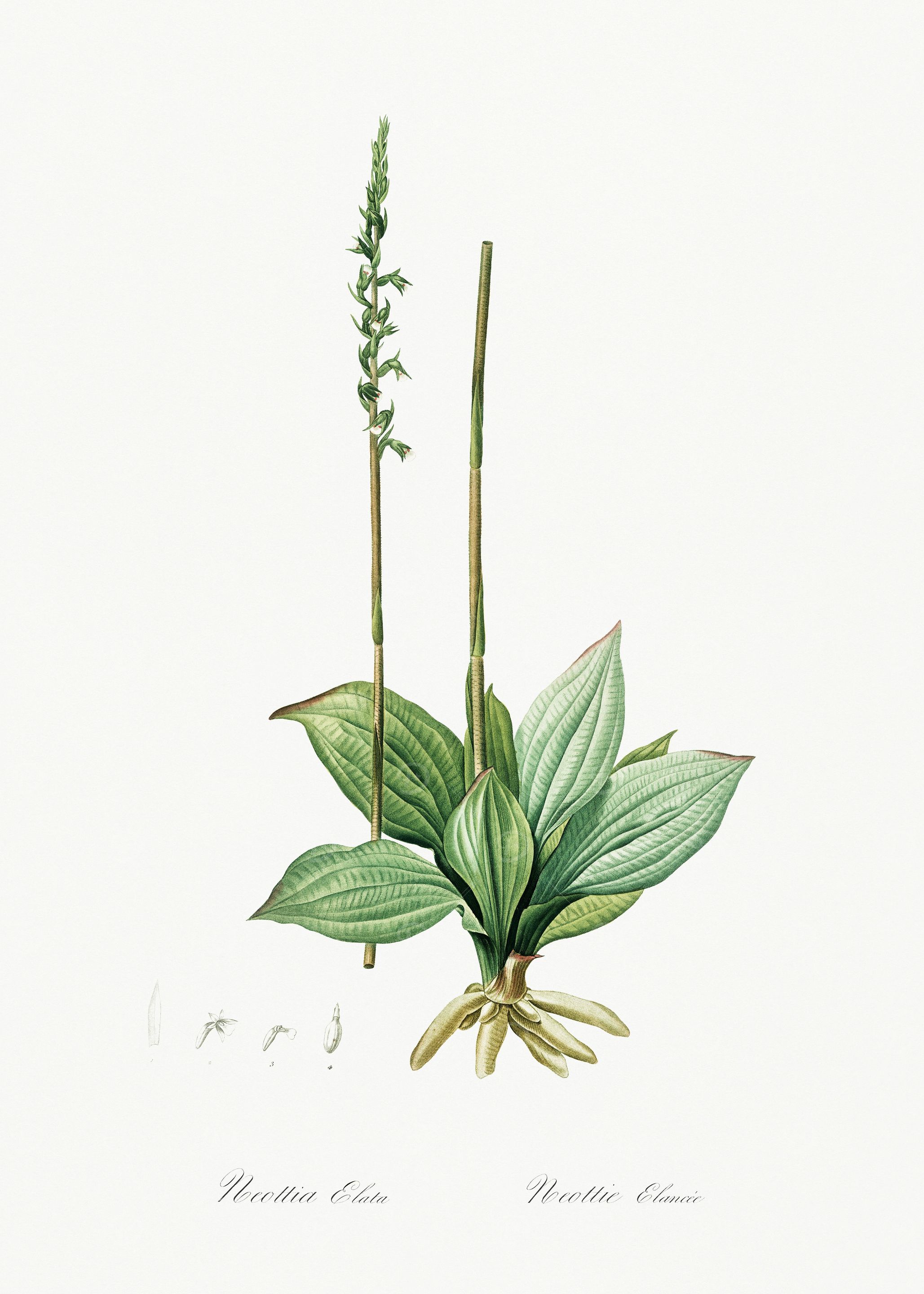 Les Liliacees 1805 HQ Orig