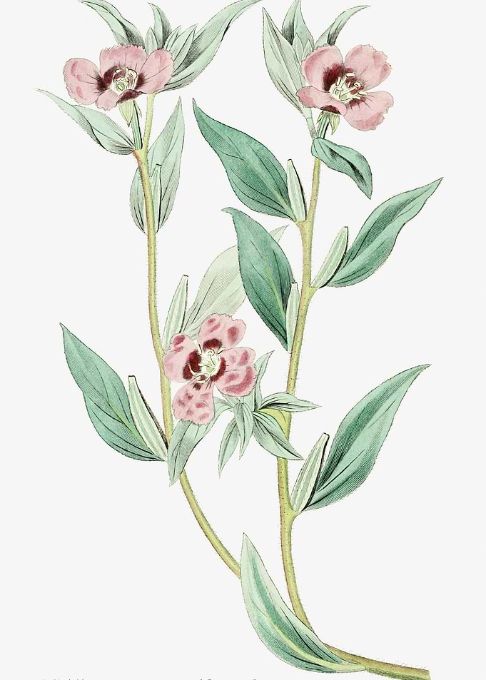 Pink Primrose Vintage Post