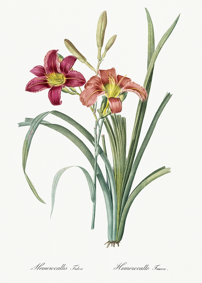Les Liliacees 1805 HQ Orig