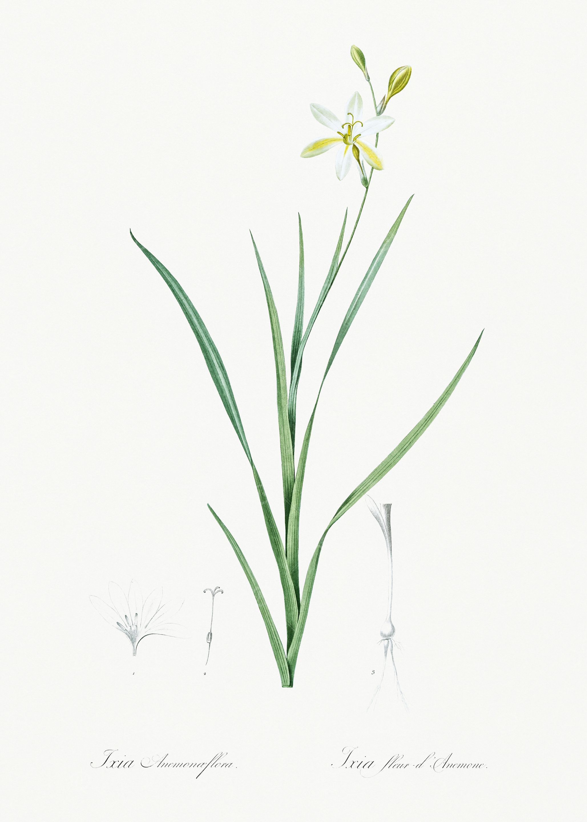 Les Liliacees 1805 HQ Orig
