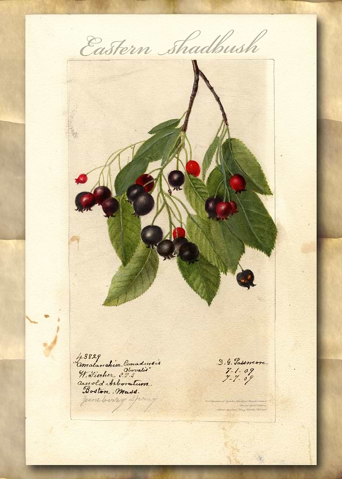 Shadbush watercolor