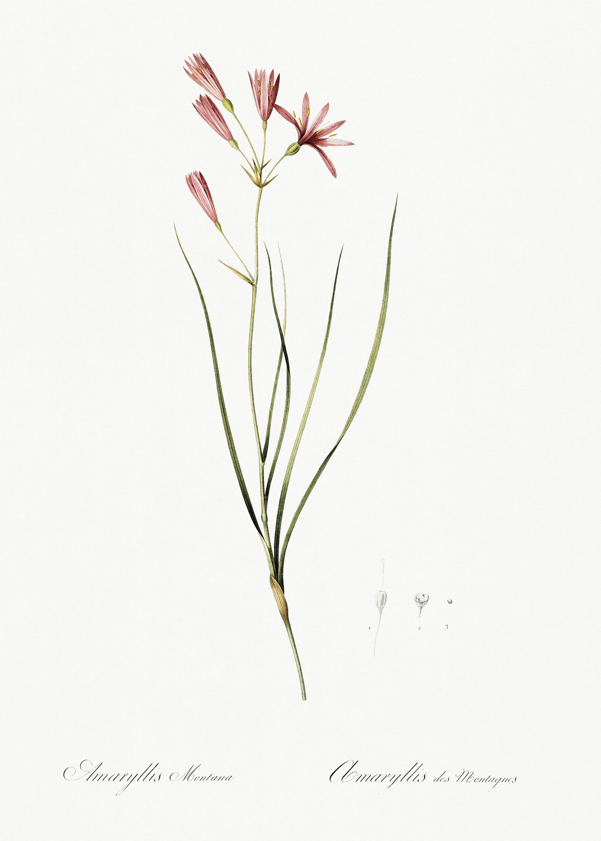 Les Liliacees 1805 HQ Orig