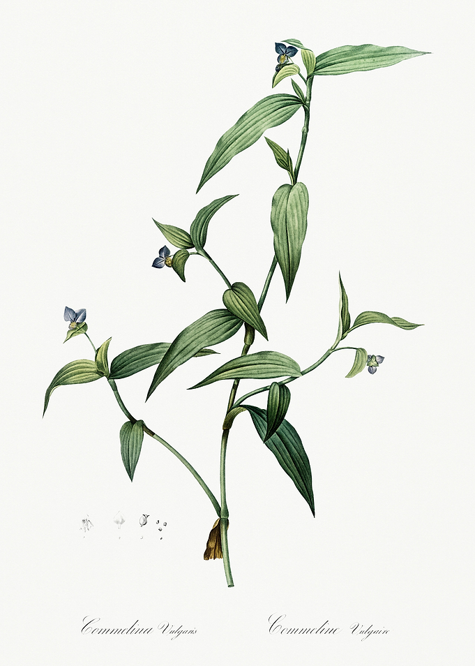Les Liliacees 1805 HQ Orig