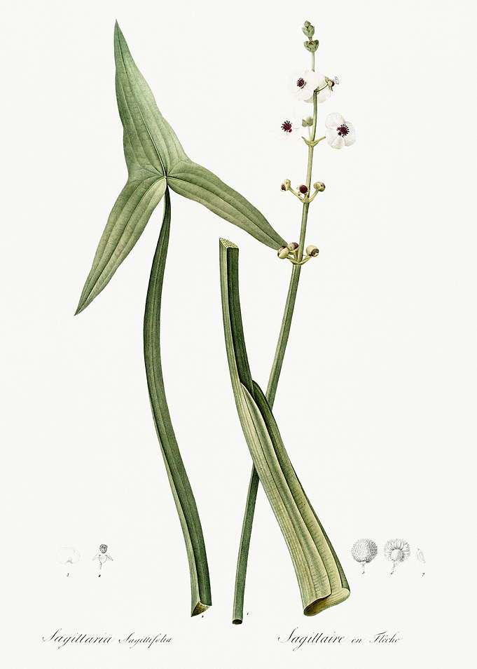 Les Liliacees 1805 HQ Orig