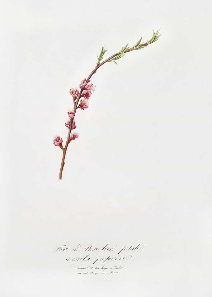 Peach Blossom Prunus Persi
