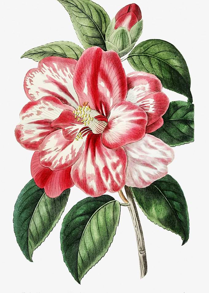 Pink Camelia Poster