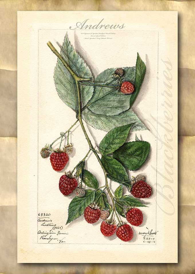 Blackberry watercolor