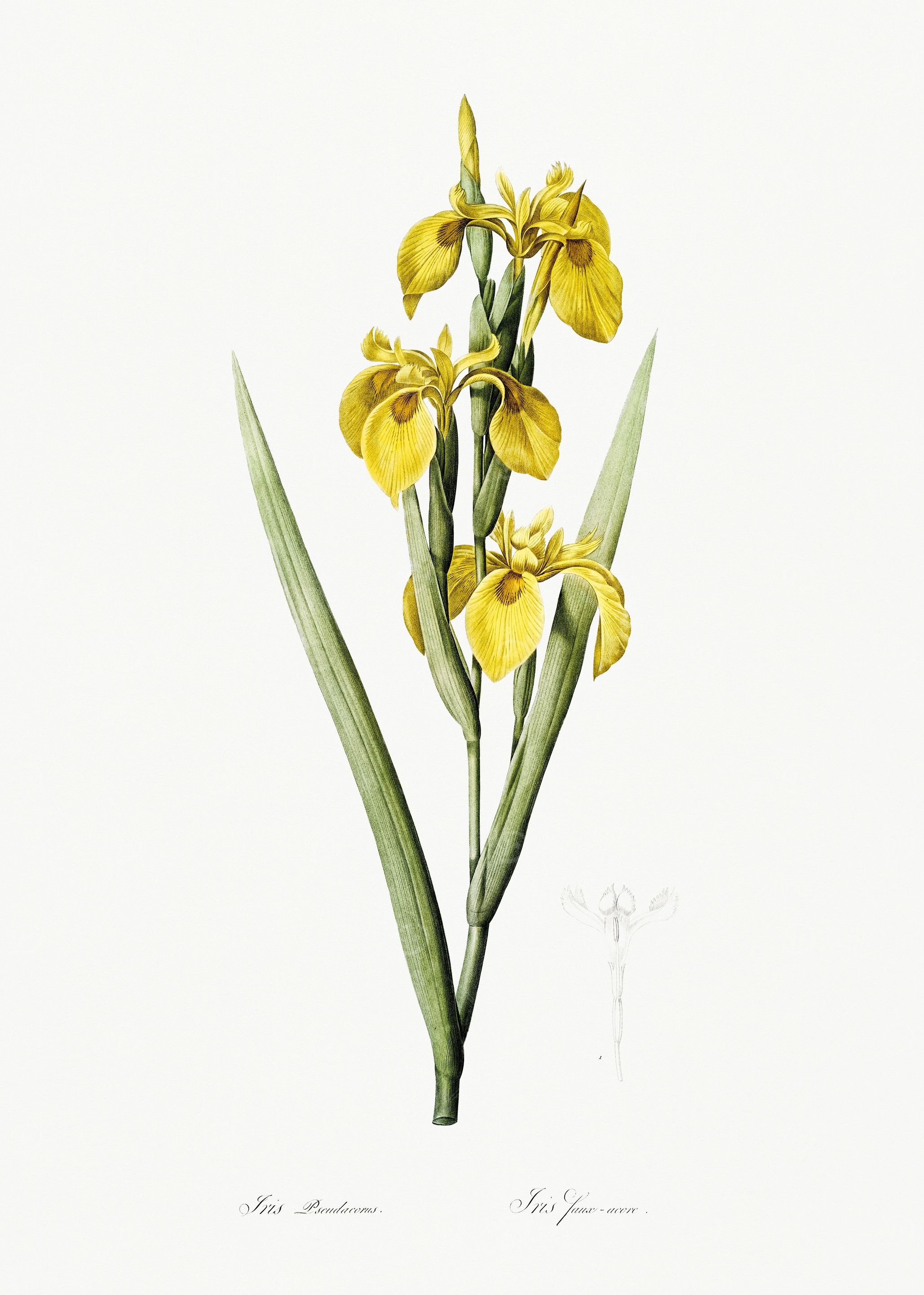 Les Liliacees 1805 HQ Orig