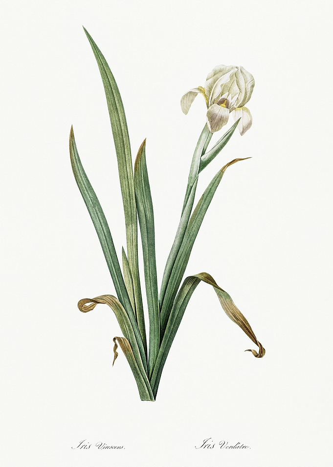 Les Liliacees 1805 HQ Orig