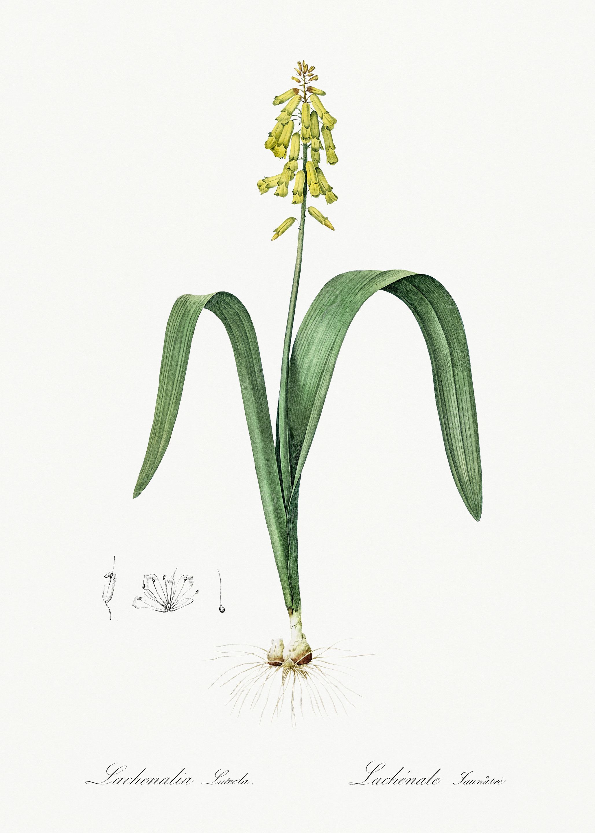 Les Liliacees 1805 HQ Orig
