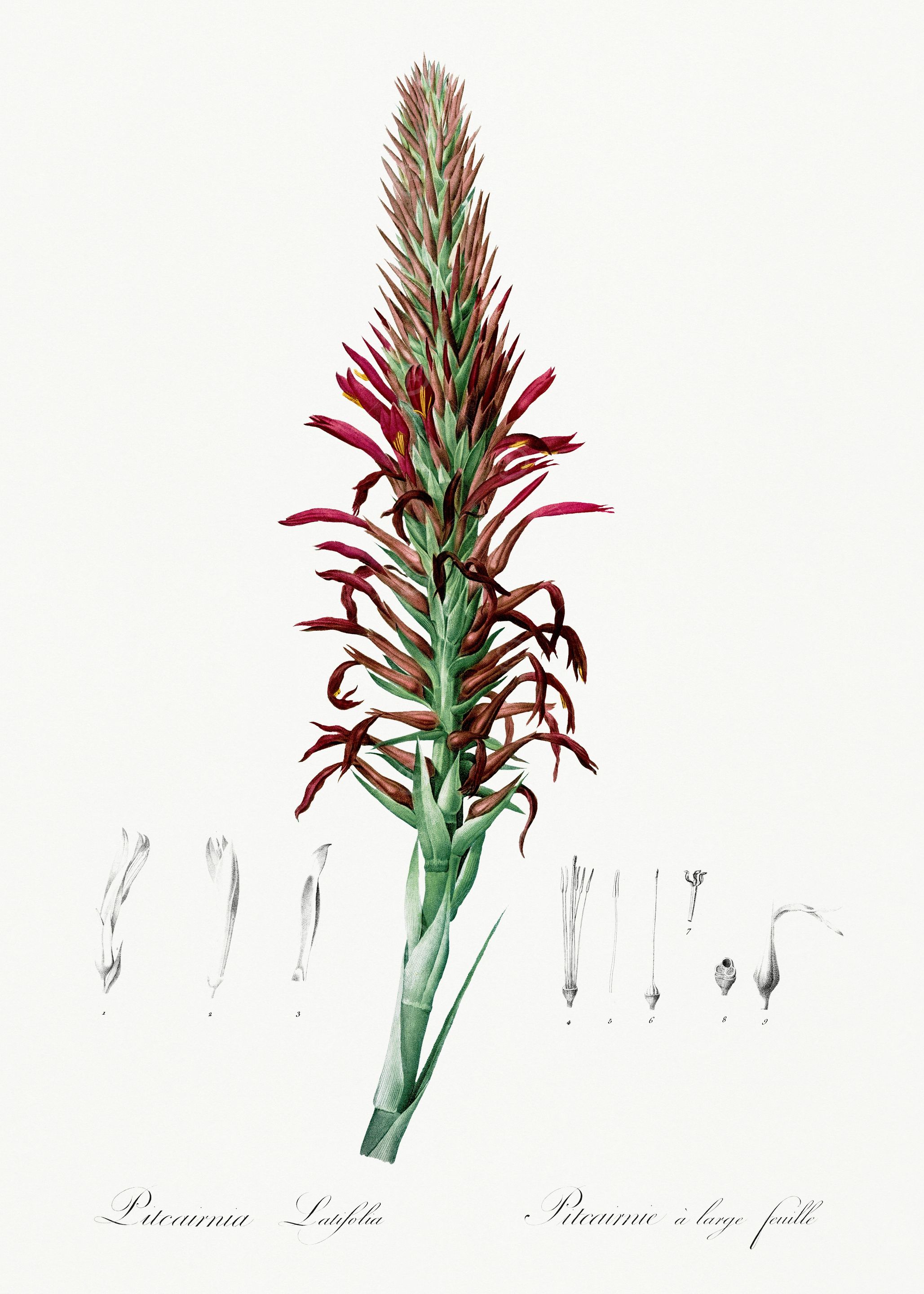 Les Liliacees 1805 HQ Orig