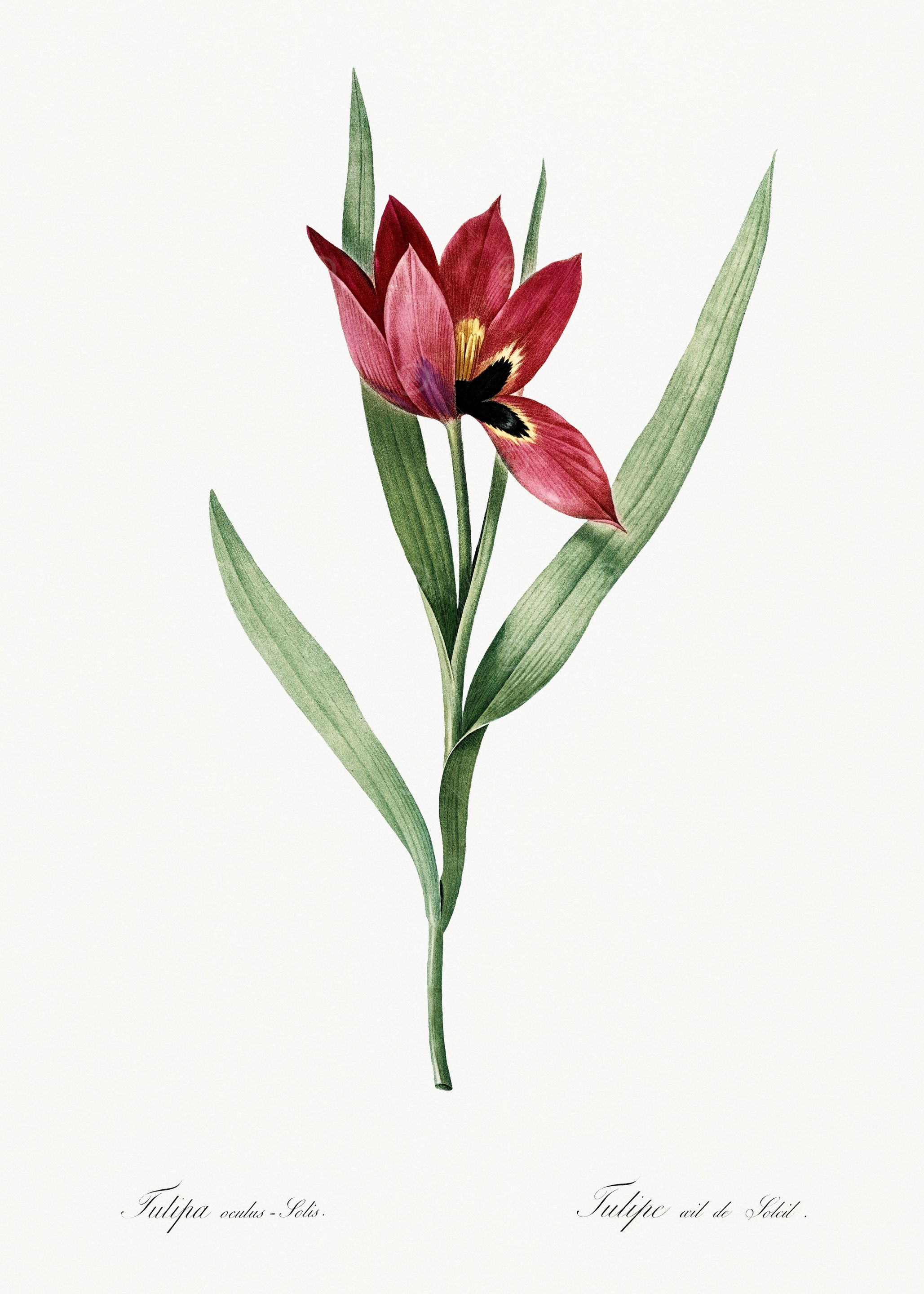 Les Liliacees 1805 HQ Orig