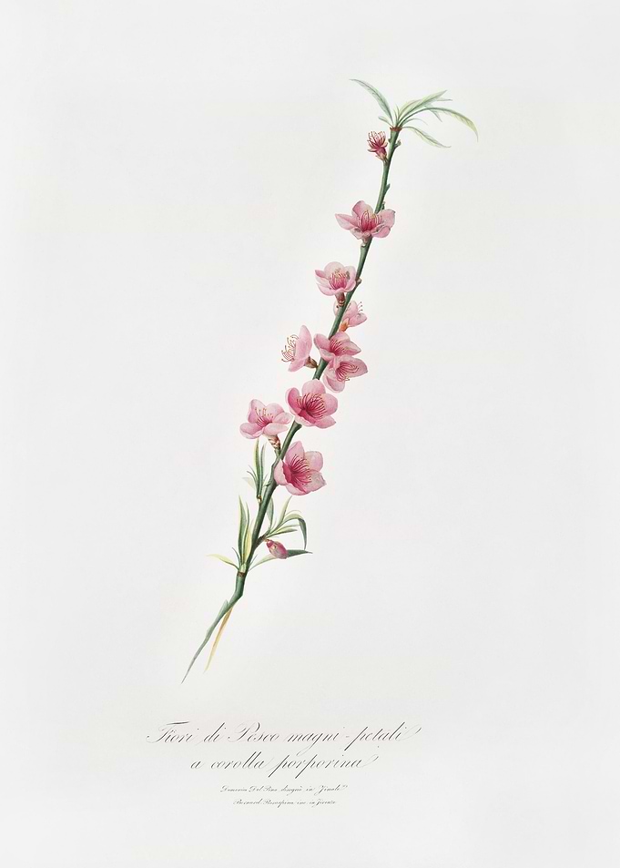 Peach Blossoms Prunus Pers