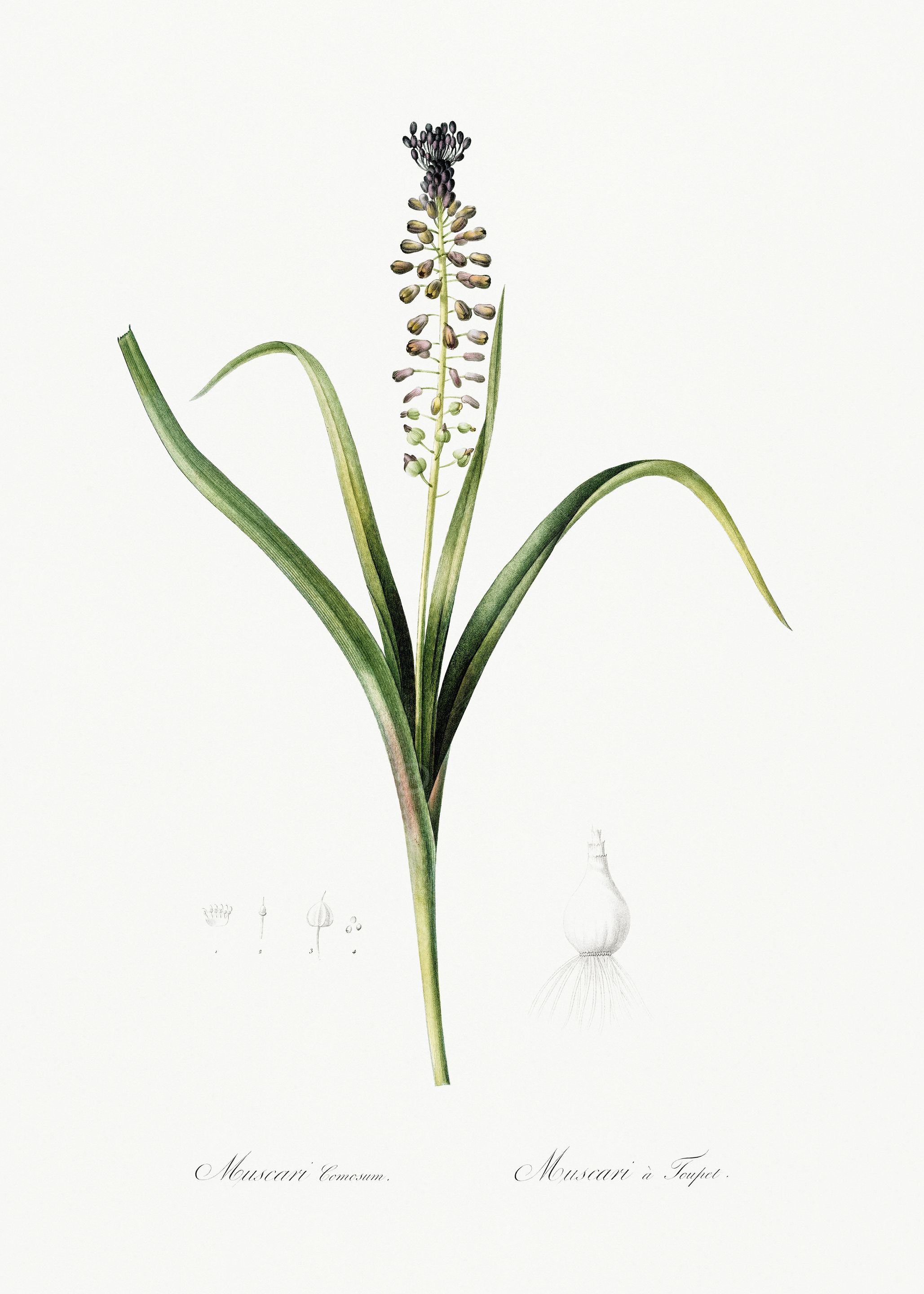 Les Liliacees 1805 HQ Orig