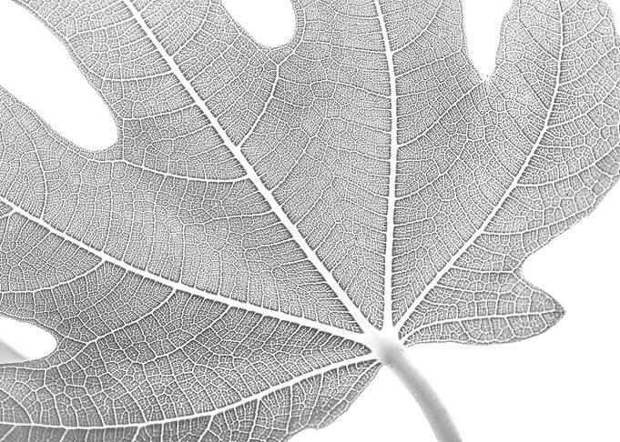 Fig Leaf Texture 2
