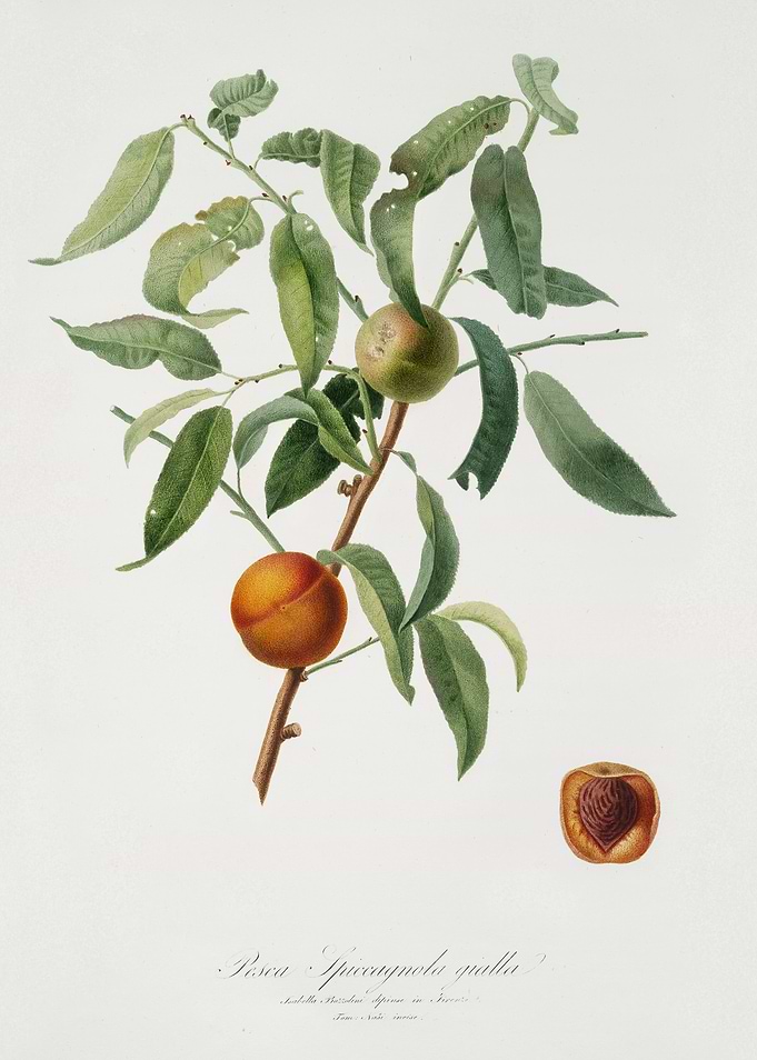 Pomona Italiana 1839HQOrig