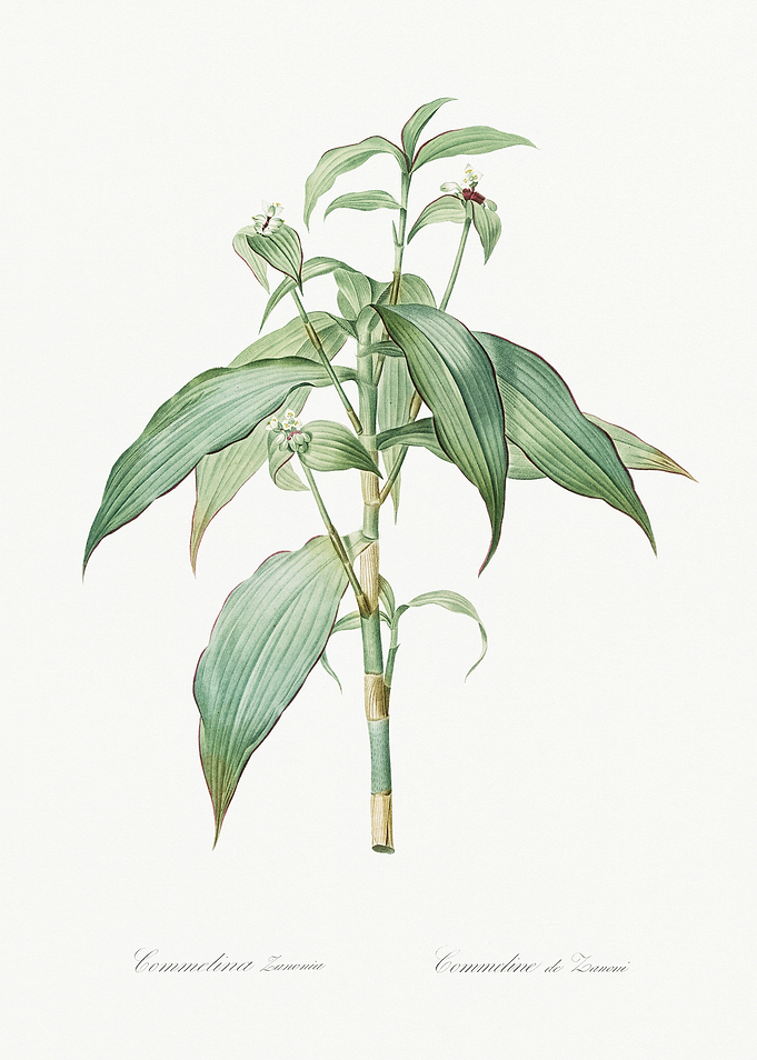 Les Liliacees 1805 HQ Orig