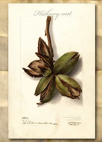 Hickory nuts watercolor