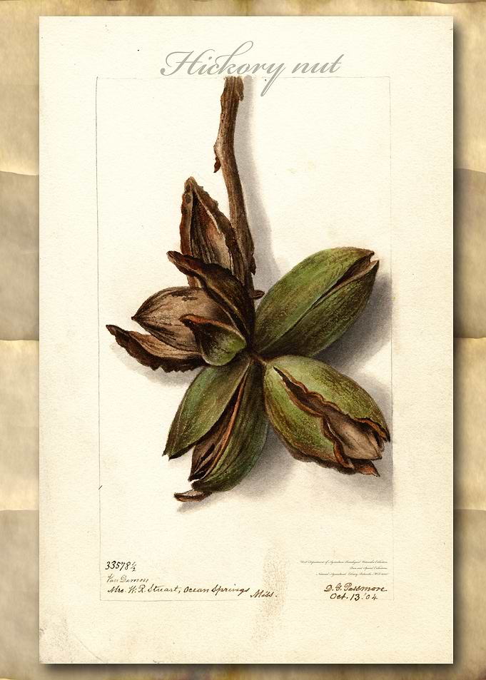 Hickory nuts watercolor